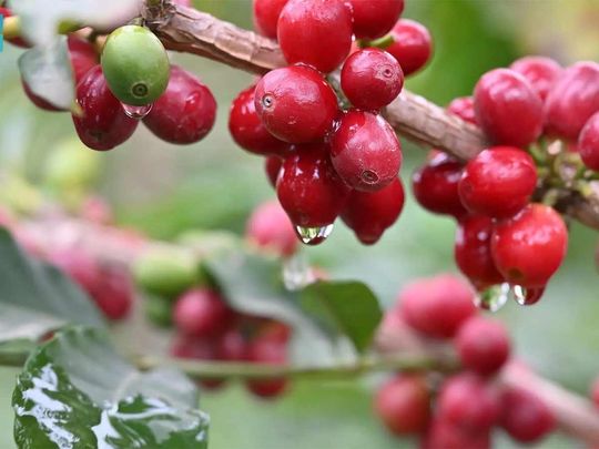 Rephrase the title:Saudi Arabia's Jazan region emerges as a coffee hub with over 1,000 tons of annual production