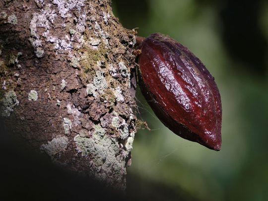 Rephrase the title:Photos: Chocolate prices to keep rising as West Africa’s cocoa crisis deepens